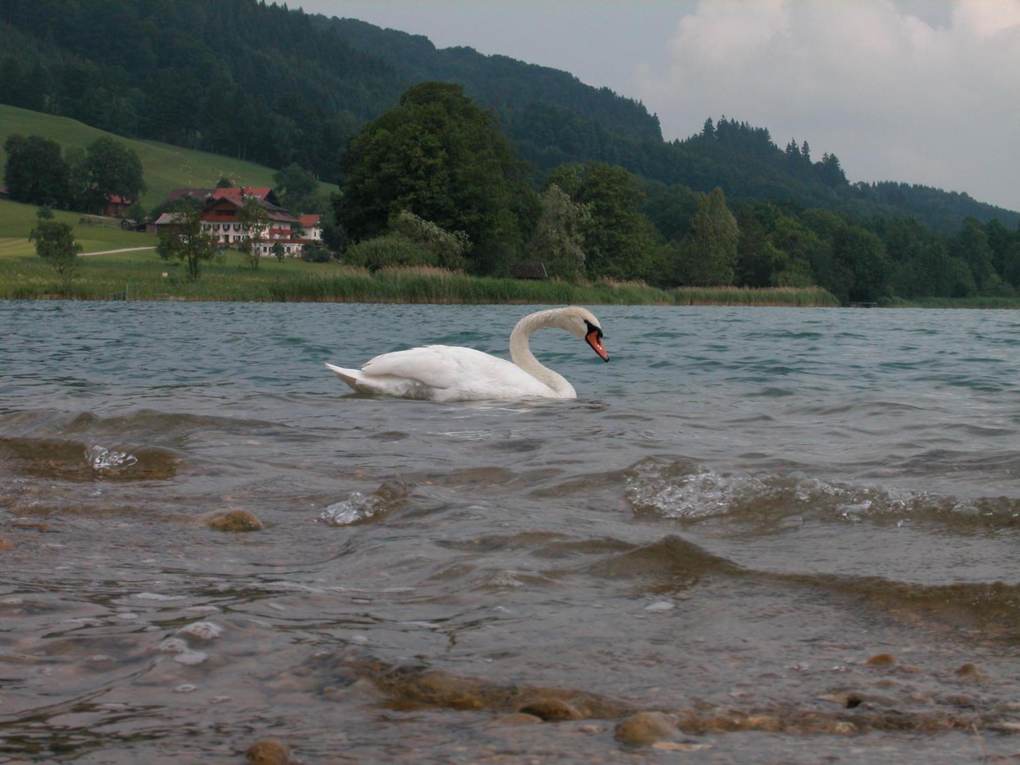 Seehotel Garni Poellmann Zell am Moos Esterno foto